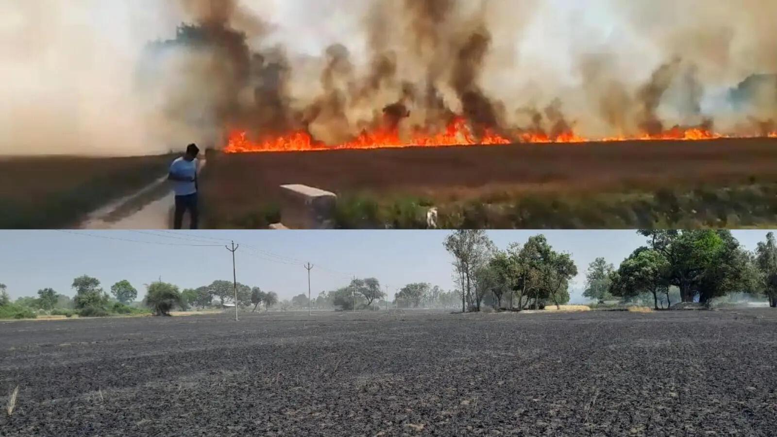 बाराबंकी में कौवे ने जलाई तीन गांवों के किसानों की उम्मीदें; हाईटेंशन लाइन की चपेट में आकर 150 बीघा गेहूं फसल जली